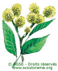 mc no47 copyrightdr saule ce980