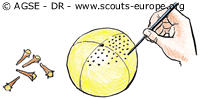 sd e no1187 copyrightdr pomme ambre illustration1 bcb70