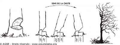 taille arbre c2d11