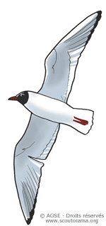 mc no69 pp28 29 copyrightdr mouette rieuse 3b645