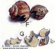mo no12 pp10 11 copyrightdr coquilles escargots 00218