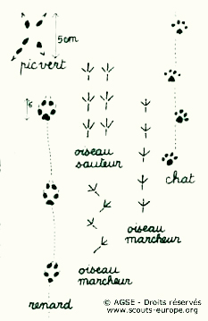 mo no12 pp10 11 copyrightdr traces animaux1 5bf59