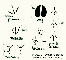 mo no12 pp10 11 copyrightdr traces animaux2 dd7fa