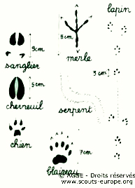 mo no12 pp10 11 copyrightdr traces animaux3 3db3d