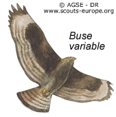 sde 189 dr decouvre campagne falco buteo accipter buse 57129