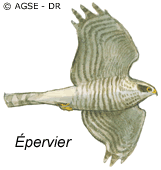 sde 189 dr decouvre campagne falco buteo accipter epervier f2cc3
