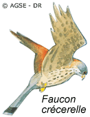 sde 189 dr decouvre campagne falco buteo accipter faucon 1e8b8