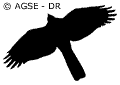 sde 189 ft rapaces en vol epervier 07ff5